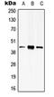 Protein Serine Kinase H2 antibody, orb215595, Biorbyt, Western Blot image 