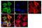 RAB3A, Member RAS Oncogene Family antibody, PA1-770, Invitrogen Antibodies, Immunofluorescence image 