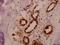 General Transcription Factor IIIC Subunit 3 antibody, PA5-36290, Invitrogen Antibodies, Immunohistochemistry paraffin image 