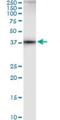 SAHH antibody, H00000191-M09, Novus Biologicals, Western Blot image 