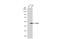Enolase 1 antibody, GTX101803, GeneTex, Western Blot image 