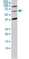 ASPSCR1 Tether For SLC2A4, UBX Domain Containing antibody, LS-C105172, Lifespan Biosciences, Western Blot image 