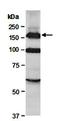 WRN RecQ Like Helicase antibody, orb66915, Biorbyt, Western Blot image 