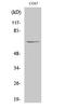 Negative Regulator Of Ubiquitin Like Proteins 1 antibody, A06089-1, Boster Biological Technology, Western Blot image 