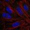 NLR Family CARD Domain Containing 5 antibody, NBP2-56201, Novus Biologicals, Immunofluorescence image 