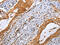 Cyclin Dependent Kinase 19 antibody, CSB-PA945984, Cusabio, Immunohistochemistry frozen image 