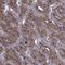 Parathyroid Hormone antibody, NBP2-55612, Novus Biologicals, Immunohistochemistry paraffin image 