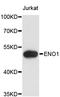 Enolase 1 antibody, abx126896, Abbexa, Western Blot image 