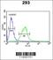 BCL6 Corepressor antibody, 62-852, ProSci, Immunofluorescence image 