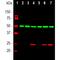 Heat Shock Factor Binding Protein 1 antibody, M09275-1, Boster Biological Technology, Western Blot image 