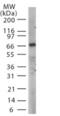 Toll Like Receptor Adaptor Molecule 1 antibody, ALX-215-016-R200, Enzo Life Sciences, Western Blot image 