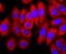 FKBP Prolyl Isomerase 1A antibody, NBP2-66847, Novus Biologicals, Immunocytochemistry image 