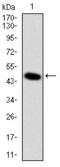 Delta Like Non-Canonical Notch Ligand 1 antibody, M00513, Boster Biological Technology, Western Blot image 