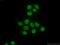 Minichromosome Maintenance Complex Component 6 antibody, 13347-2-AP, Proteintech Group, Immunofluorescence image 
