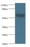 Anti-Mullerian Hormone antibody, LS-C370763, Lifespan Biosciences, Western Blot image 