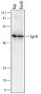 Spi-B Transcription Factor antibody, MAB7576, R&D Systems, Western Blot image 