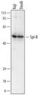 Spi-B Transcription Factor antibody, MAB7576, R&D Systems, Western Blot image 