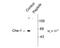 Apoptosis Antagonizing Transcription Factor antibody, PA5-35399, Invitrogen Antibodies, Western Blot image 