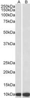 EGF Like Domain Multiple 7 antibody, 43-709, ProSci, Enzyme Linked Immunosorbent Assay image 