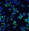 Claudin 1 antibody, NBP1-77036, Novus Biologicals, Immunocytochemistry image 