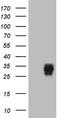 Adiponectin, C1Q And Collagen Domain Containing antibody, LS-C793881, Lifespan Biosciences, Western Blot image 