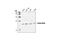 Ubiquitin Conjugating Enzyme E2 A antibody, 4944S, Cell Signaling Technology, Western Blot image 