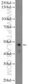 WD Repeat Domain 55 antibody, 20786-1-AP, Proteintech Group, Western Blot image 