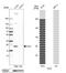 Caveolin 2 antibody, NBP2-33431, Novus Biologicals, Western Blot image 