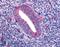 Kallikrein Related Peptidase 4 antibody, LS-B1736, Lifespan Biosciences, Immunohistochemistry frozen image 