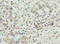 Synaptojanin 2 Binding Protein antibody, A63532-100, Epigentek, Immunohistochemistry paraffin image 