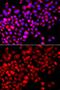 Calcium-binding and coiled-coil domain-containing protein 1 antibody, GTX65858, GeneTex, Immunofluorescence image 