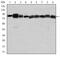 Heat Shock Protein 90 Alpha Family Class B Member 1 antibody, MA5-15864, Invitrogen Antibodies, Western Blot image 