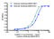 Cystatin C antibody, STJ99193, St John
