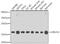 Ubiquitin Conjugating Enzyme E2 V2 antibody, 22-619, ProSci, Western Blot image 