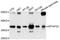 Methylenetetrahydrofolate Dehydrogenase (NADP+ Dependent) 2, Methenyltetrahydrofolate Cyclohydrolase antibody, PA5-76502, Invitrogen Antibodies, Western Blot image 