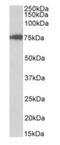 Cleavage Stimulation Factor Subunit 3 antibody, orb99053, Biorbyt, Western Blot image 