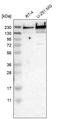Translocated Promoter Region, Nuclear Basket Protein antibody, HPA019663, Atlas Antibodies, Western Blot image 