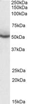 Peroxisome Proliferator Activated Receptor Delta antibody, LS-B3934, Lifespan Biosciences, Western Blot image 