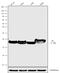 Histone Cluster 4 H4 antibody, 720166, Invitrogen Antibodies, Western Blot image 