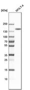 Formin Like 1 antibody, PA5-52516, Invitrogen Antibodies, Western Blot image 