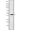 Purinergic Receptor P2Y1 antibody, abx217585, Abbexa, Western Blot image 