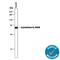 Arylsulfatase B antibody, AF4415, R&D Systems, Western Blot image 