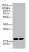 D-Amino Acid Oxidase Activator antibody, LS-B12284, Lifespan Biosciences, Western Blot image 