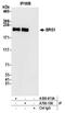 SRY-Box 10 antibody, A700-106, Bethyl Labs, Immunoprecipitation image 