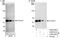 TACO antibody, A300-932A, Bethyl Labs, Immunoprecipitation image 