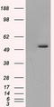 Tubulin Alpha 8 antibody, TA501038, Origene, Western Blot image 