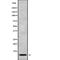 NADH:Ubiquinone Oxidoreductase Subunit C1 antibody, PA5-68240, Invitrogen Antibodies, Western Blot image 