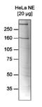 Remodeling And Spacing Factor 1 antibody, NBP2-59285, Novus Biologicals, Western Blot image 