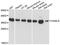 CAMLG antibody, A08322, Boster Biological Technology, Western Blot image 