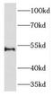 Kruppel Like Factor 10 antibody, FNab04597, FineTest, Western Blot image 